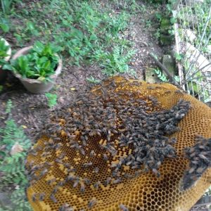 Bee removal relocate service