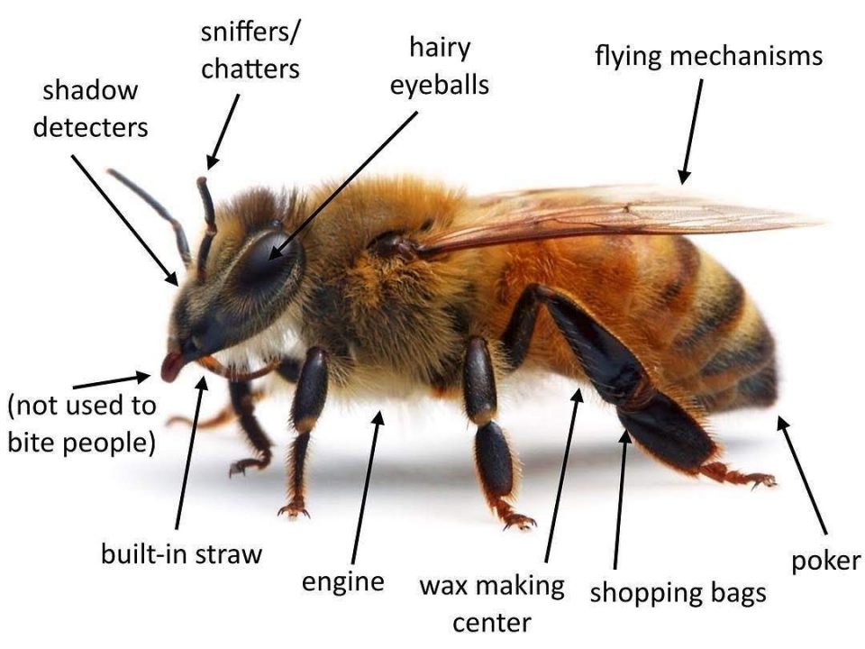 Malaysia bee farm and pure honey producer since 2016